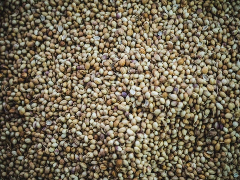 Hemp Seed ingredient