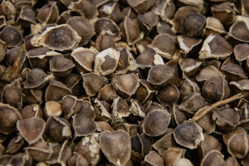 Moringa ingredient